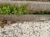 image of grave number 808464